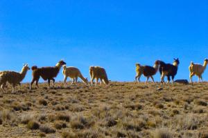 Death Road, Salar de Uyuni e Atacama