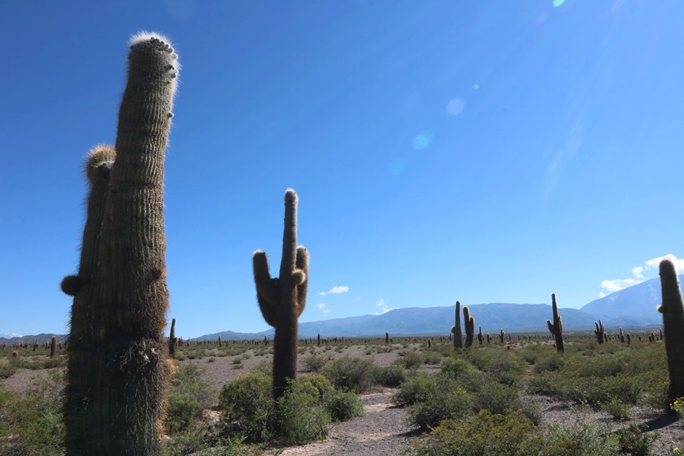 GUIADO>>SALTA Y JUJUY PELA ROTA DOS VINHOS >>7 NOITES